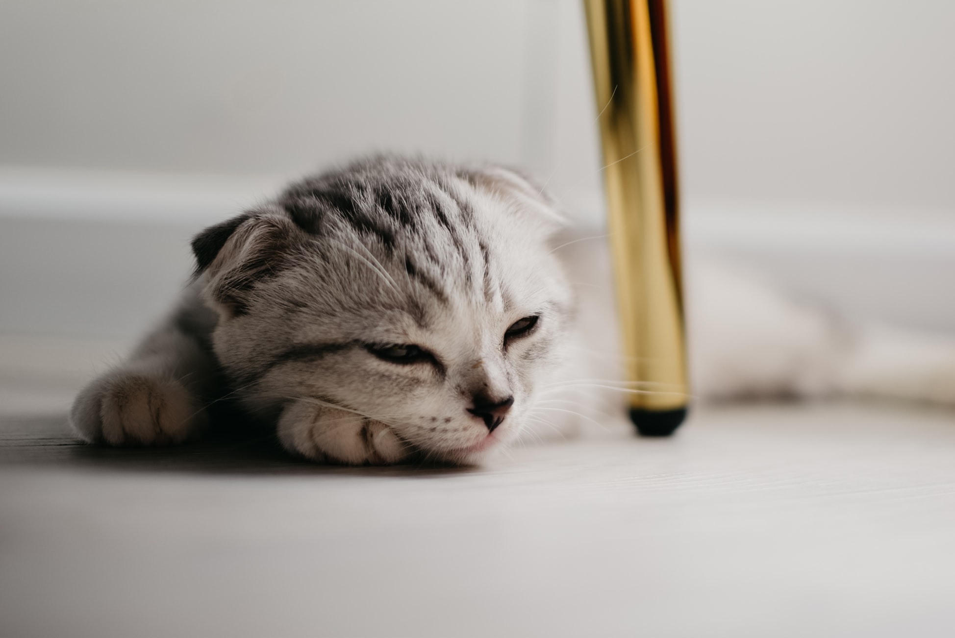 Kitten resting